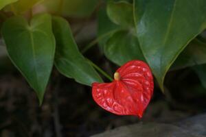 Red anthurium flowers in the garden are commonly grown as ornamental plants and cut flowers. Soft and selective focus. photo