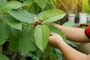 Kratom is a medicinal plant. The scientific name is Mitragyna speciosa Korth. Each variety is different in the color of the leaf veins. Thailand is found to be red stem varieties. photo