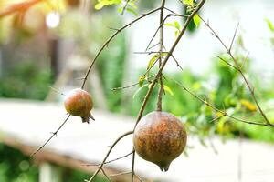 Punica granatum has a spherical fruit with a thick, smooth skin. Ripe fruit is yellowish-brown with a reddish tint. There are many seeds inside. Light pink flesh, translucent, sweet and sour taste. photo