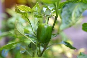 Bell pepper plant grown in a pot. The fruit has a square to hexagonal shape. The thick or thin shell varies according to the species. There are many colors ranging from green, yellow, orange and red. photo