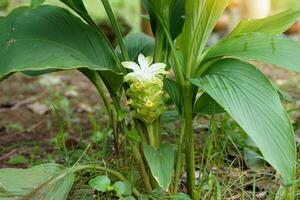 Turmeric flowers are cylindrical inflorescences. The flowers are pale yellow with pinkish-green decorated petals. The rhizome has medicinal properties in treating skin diseases,bloating Stomach ulcer. photo