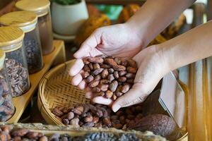 seco cacao frijoles en el palma de un del turista mano. el tienda vende productos y bebidas desde el cacao Fruta y pone ellos en monitor para clientes a ver el producción proceso y crudo materiales foto