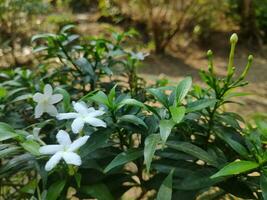 plantas en el jardin foto