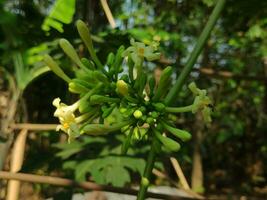 papaya tree flowers photo