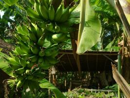 inmaduro bananas en el plantación foto