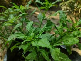 plantas en el jardin foto