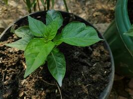 plantas en el jardin foto