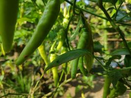 plants in the garden photo