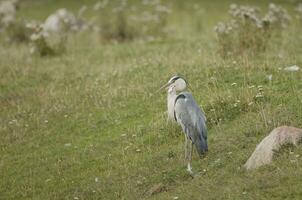 grey heron standing on grass photo