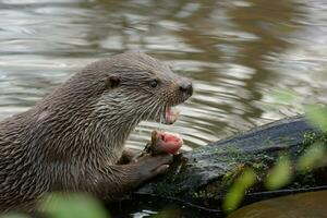 the otter eats freshly caught fish photo