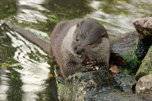 the otter eats freshly caught fish photo