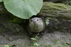 the European otter is hiding under a leaf photo