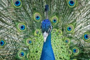 portrait of a peacock, colorful tail spread in the background photo