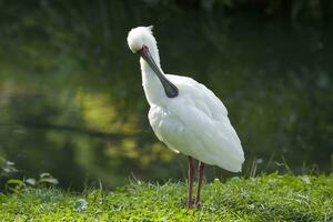 spoonbill on the shore of the lake photo