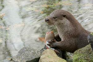 the otter eats freshly caught fish photo