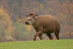 tapir caminando en prado foto