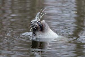 harbor seal eating fish photo