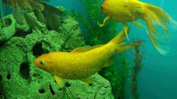 Several multi-colored bright fish swim in the aquarium. Aquarium with small pets. video