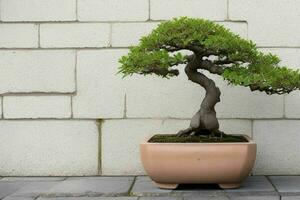 hermosa bonsai en minimalista maceta. antecedentes. ai generativo Pro foto