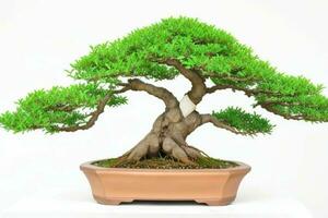 Beautiful bonsai in minimalist pot. background. AI Generative Pro Photo