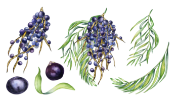 Set of bunch of acai berries, palm leaves watercolor illustration. Exotic amazon small purple berries, tropical fruit hand drawn. Design element for wrapping, packaging, label. png