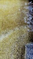 Water with cassava residue floating in it comes from the ethanol production process. which is awaiting treatment and filtering of cassava waste to be compressed into fuel video