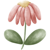 Watercolor illustration, pink flower, yellow stamen png