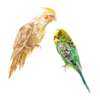 Two parrots, a Corella and a budgie. Watercolor illustration. Design element for greeting cards, juice labels, food packaging, covers, invitations. png