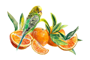 orange frukter, skivor och löv, undulat. vattenfärg illustration av citrus- frukt. design element för Kafé meny, juice etiketter, mat förpackning, täcker. png