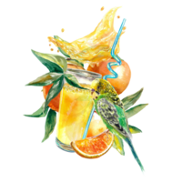 A glass of orange juice, fruits and orange slices, splashes of juice, a budgie. Watercolor illustration Design element for food packaging, greeting cards, juice labels. png