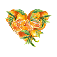 Heart of bright fruits of oranges. Watercolor illustration. Design element for cafe menu, juice labels, food packaging, covers, greeting cards, invitations. png