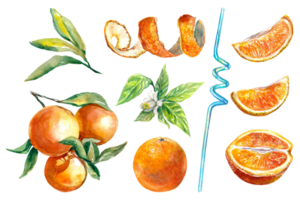 Orange fruit, zest, flower, juice straw, orange slices and leaves. Watercolor illustration. Cafe menu, juice labels, packaging, covers, greeting cards, invitations. png