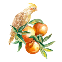 un puntilla de naranja Fruta y un sentado corella loro. acuarela ilustración. diseño elemento para jugo etiquetas, comida embalaje, cubiertas, saludo tarjetas png