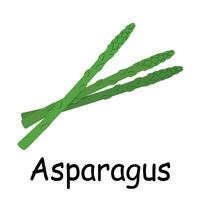 Asparagus illustration flat vector. Vegetables flashcard. Element for kitchen, cooking, super market, healthy lifestyle concept. vector