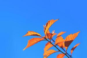 rojo otoño antecedentes foto