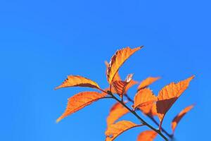 red fall background photo