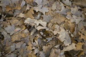 leaf background fall photo