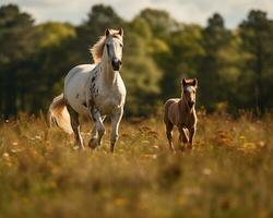 Mare and foal running together on pasturage in autumn AI Generative photo