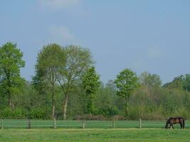 cows on a field in westphalia photo