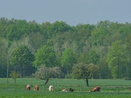 cows on a field in westphalia photo