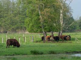 vacas en un campo en Westfalia foto