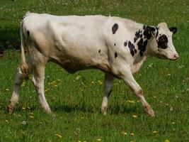 cows on a field in westphalia photo