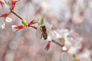 Bee on flower of Nanking cherry Prunus tomentosa photo