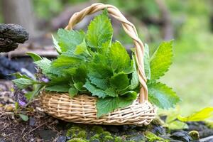 Lamium album, white nettle or white dead-nettle do not sting Collected in basket. Collecting medicinal herbs. photo