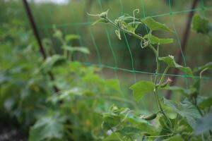Cucumber Cucumis sativus in the vegetable garden with ovary onstalk with leaves. Cucumber in garden is tied up on trellis. Close-up. photo