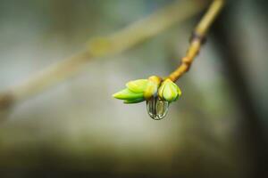 Branches of lilac buds after the rain. Raindrops on the branch. Soft focus. photo