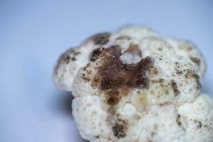 Spoiled rotting cauliflower. Tainted cauliflower on a light background. Black mold on bad cauliflower. Improper storage of vegetables. ugly food concept photo