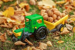 Green tractor carries nuts in the back. Toy tractor with a crop of ripe walnuts. photo