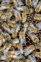 Drones on a wax frame surrounded by bee colonies. Beekeeping. Growing drones to select sperm. Artificial insemination of the queen bee with sperm of donor's drone. photo