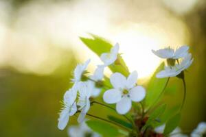 white flowers cherry tree. white flowers cherry tree. Flowers cherry tree blossomed. Honey and medicinal plants Ukraine. Flowering fruit trees. photo